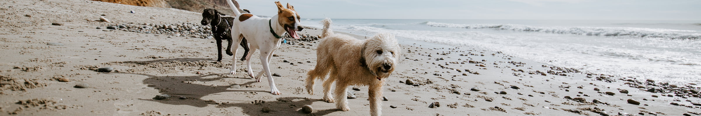 Hundefreundliche Ferienhäuser in Kroatien